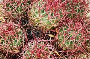 Palm Springs, California. Cacti