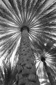 Images Dated 16th January 2017: Palm tree from below. Oman
