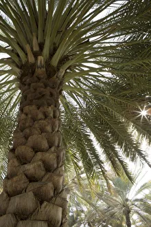 Palm tree from below. Oman