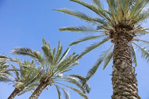Baja California Prints: Palm tree. Cabo San Lucas, Mexico
