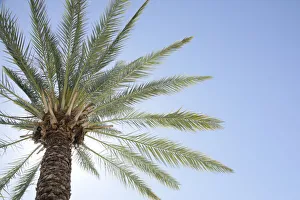 Images Dated 6th August 2021: Palm tree. Cabo San Lucas, Mexico