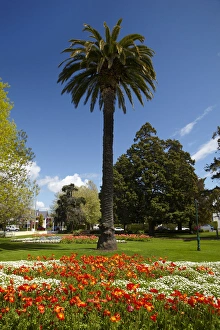 Blenheim Prints: Palm tree and flower Gardens, Seymour Square, Blenheim, Marlborough, South Island