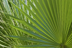 Images Dated 19th June 2008: Detail of Palm Tree Frond
