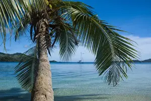 Scenics Prints: Palm tree hanging over the clear waters around Nanuya Lailai island, the blue lagoon
