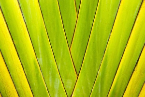 Images Dated 3rd December 2012: Palm tree, Honduras
