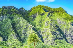 Viewpoint Prints: Palm tree, Ko?olau Regional Park, North Shore, Oahu, Hawaii