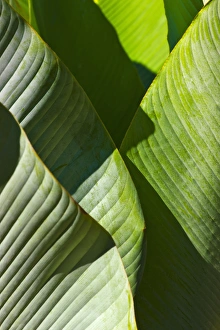 Images Dated 3rd December 2012: Palm tree leaf, Pico Bonito National Park, Honduras