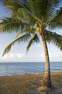 Images Dated 30th September 2007: Palm Tree, Port Douglas, North Queensland, Australia