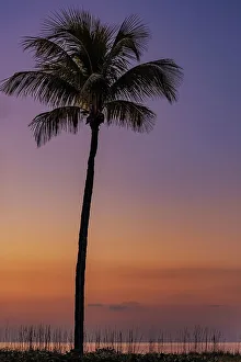 Sanibel Island Prints: Palm tree silhouetted against the sunrise on Sanibel Island, Florida, USA