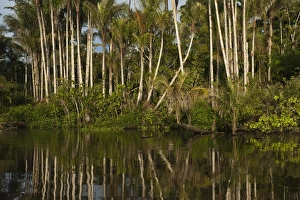 Cocaya River Prints: Palm trees (Bactris sp. ) in flooded Igapo forest