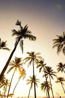 Relaxation Prints: Palm trees over beach, Kona, Hawaii, USA