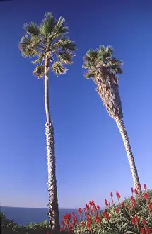 Images Dated 26th February 2008: Palm Trees Over Beach, Scripps Institution of Oceanography, La Jolla, California, US