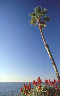 Images Dated 26th February 2008: Palm Trees Over Beach, Scripps Institution of Oceanography, La Jolla, California, US
