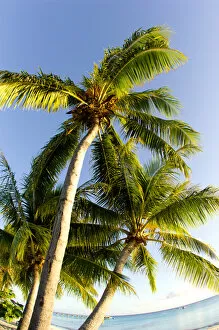 Images Dated 3rd June 2006: Palm Trees. Fakarava, Tuamotus, French Polynesia