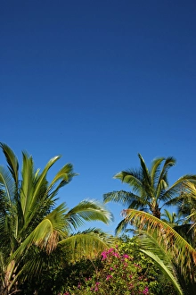 Images Dated 19th July 2024: Palm trees and flowers, Kona coast, Big Island, Hawaii USA