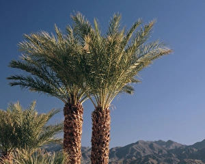 Furnace Creek Prints: Palm Trees at Furnace Creek, Death Valley National Park, California, USA