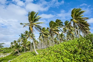 Tonga Prints: Palm trees in Haa'apai, Haapai, islands, Tonga, South Pacific