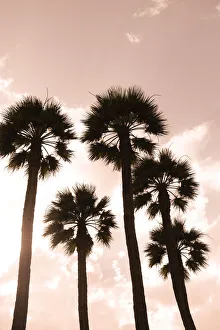 Images Dated 4th July 2019: Palm trees. Luxor, Egypt