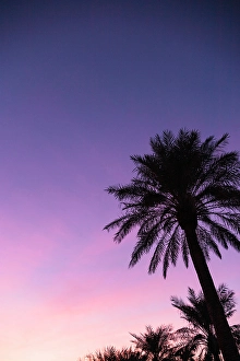 View From Below Prints: Palm trees, The Oasis of Death Valley, California, USA