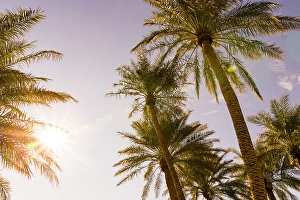 View From Below Prints: Palm trees, The Oasis of Death Valley, California, USA