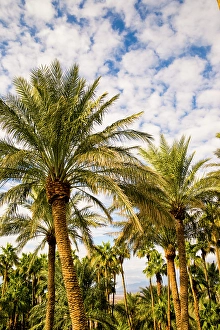 View From Below Prints: Palm trees, The Oasis of Death Valley, California, USA