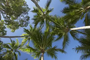 Palm trees palm cove cairns north queensland