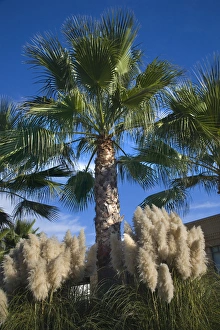 Tall Prints: Palm Trees Pampas Grass Daroush Vineyard Napa Vineyards California Owner of Daroush is from Iran