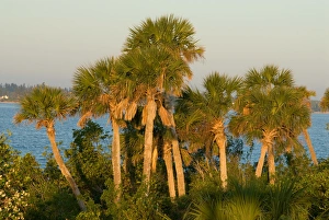 Images Dated 16th April 2006: Palm Trees, Pelican Island National Wildlife Refuge, Florida, US