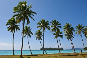 Espiritu Santo Prints: Palm trees in Port Orly, Island of Espiritu Santo, Vanuatu, South Pacific