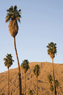 Images Dated 12th August 2015: Palm trees and the San Jacinto Mountains in Palm Springs, California