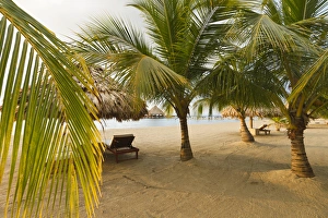 Coconut Prints: Palm trees on sandy beach, Placencia, Belize