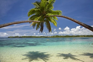 Images Dated 1st November 2011: Palm trees, Shangri-La Fijian Resort, Yanuca Island, Coral Coast, Viti Levu, Fiji