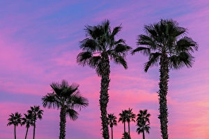 New Images March 2025 Part 2 Prints: Palm trees silhouetted by brilliant sunset clouds in Palm Springs, California, USA