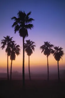 Slender Prints: Palm Trees silhouetted by rising sun through fog