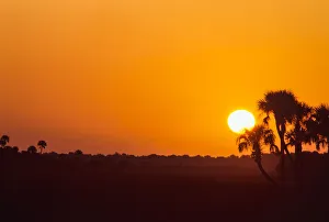Images Dated 18th March 2019: Palm trees and sunrise, Florida