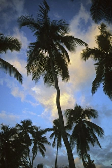 Palm trees at sunset, Belize