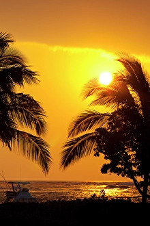 New Images March 2024 Part 2 Prints: Palm trees in the sunset, Kona, Hawaii USA