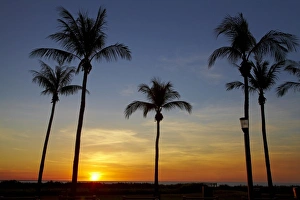 Images Dated 14th May 2011: Palm trees and sunset, Mindil Beach, Darwin, Northern Territory, Australia