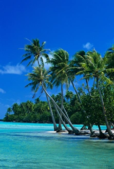 Images Dated 2nd October 2006: Palm trees surround turquoise waters in the tropical lagoon of Tahaa in the Society