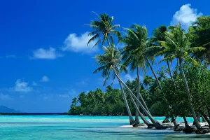 Images Dated 2nd October 2006: Palm trees surround turquoise waters in the tropical lagoon of Tahaa in the Society