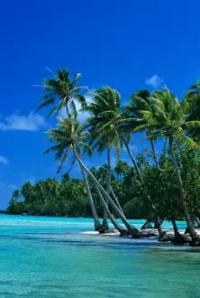 Images Dated 2nd October 2006: Palm trees surround turquoise waters in the tropical lagoon of Tahaa in the Society