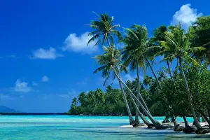 James Kay Prints: Palm trees surround turquoise waters in the tropical lagoon of Tahaa in the Society