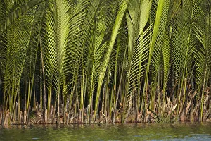 Vietnam Prints: Palm trees by Thu Bon River, Hoi An, Vietnam