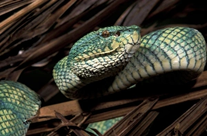 Viper Prints: Palm Viper (Bothriechis lateralis)