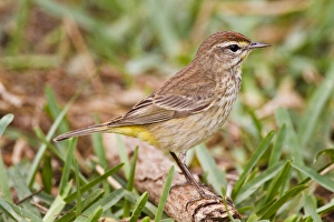Images Dated 19th April 2009: Palm Warbler (Dendroica palmarum) foraging on ground, spring migration, South Padre Island