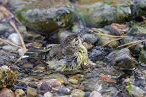 Animal Prints: Palm Warbler (Setophaga palmarum) bathing Marion County, Illinois