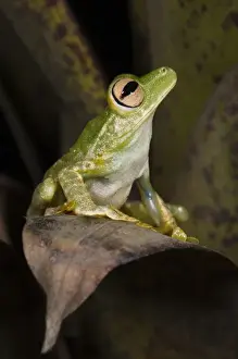 Chocu Prints: Palmar Treefrog (Hypsiboas pellucens) CAPTIVE Choco Region of NW ECUADOR. South