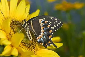 Palmedes Swallowtail Butterfly