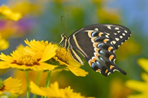 Images Dated 20th June 2005: Palmedes Swallowtail, Papilio palmedes