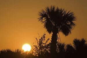 Palmetto Sunrise, Pelican Island National Wildlife Refuge, Florida, US
